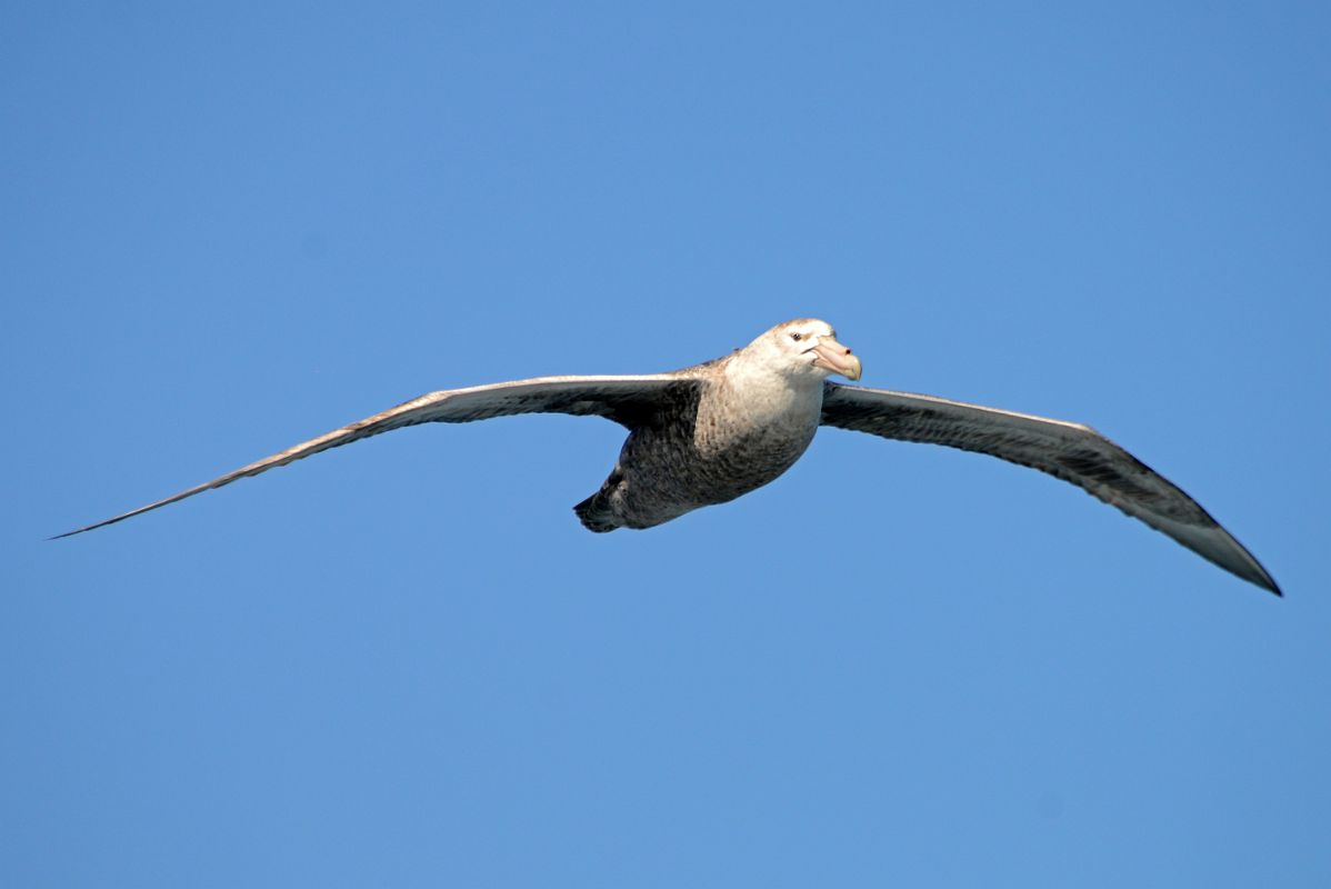 12A Northern Giant Petrel Bird From The Quark Expeditions Cruise Ship In The Drake Passage Sailing To Antarctica